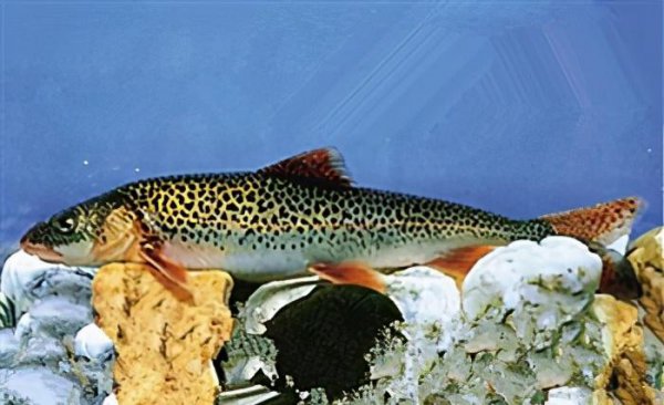 黄河有什么鱼大概多少种