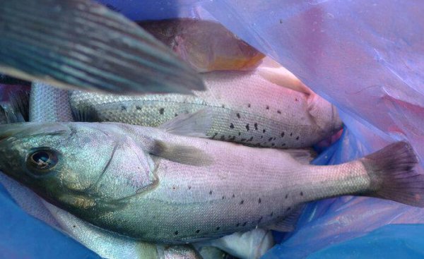 鲈鱼吃什么食物长得快