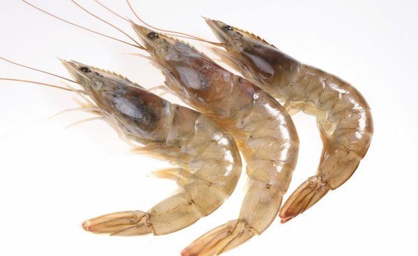 鲈鱼吃什么食物长得快