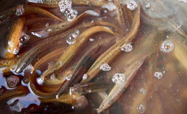 鲈鱼吃什么食物长得快