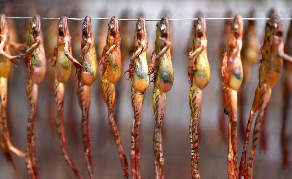 吃林蛙的好处和坏处有什么