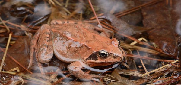 吃林蛙的好处和坏处有什么
