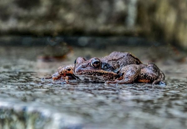 吃林蛙的好处和坏处有什么