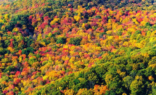吃林蛙的好处和坏处有什么
