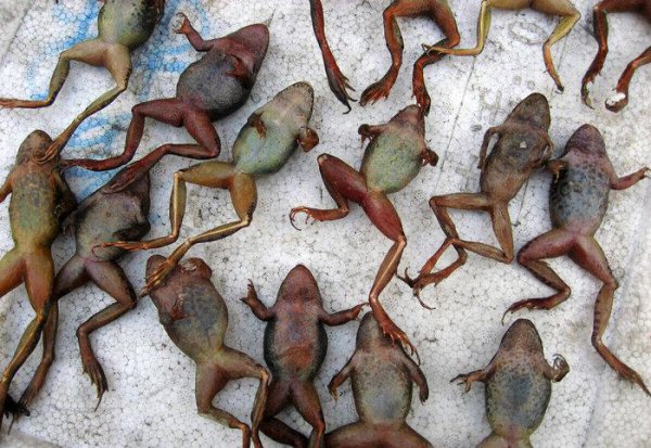 吃林蛙的好处和坏处有什么