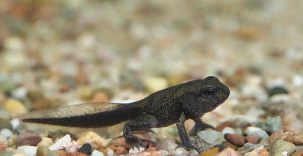 吃林蛙的好处和坏处有什么