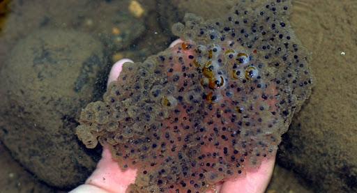 吃林蛙的好处和坏处有什么