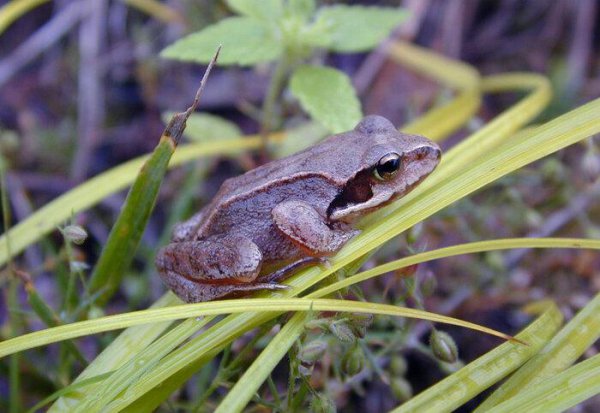 吃林蛙的好处和坏处有什么