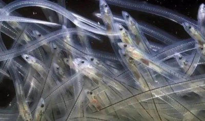 鳗鱼刺多吗多少钱一斤 鳗鱼味道好吗怎么烹饪最好吃