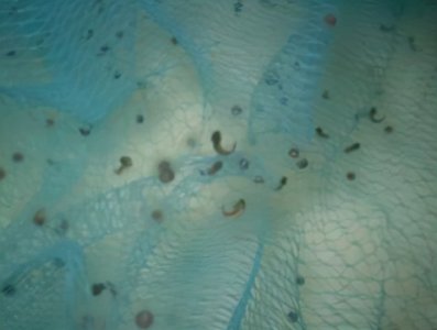 六角恐龙能离开水吗 养殖六角龙鱼的方法和注意事项