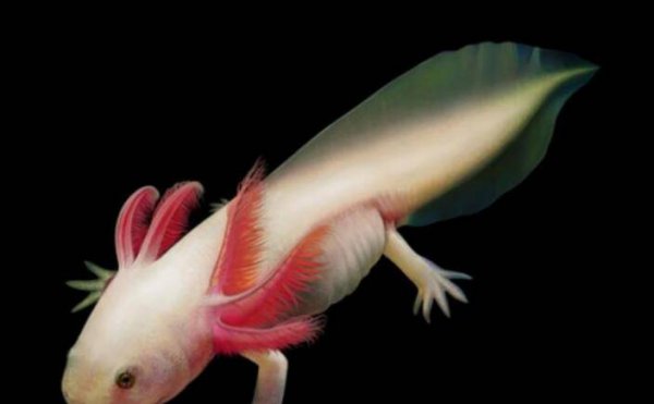 六角恐龙能离开水吗