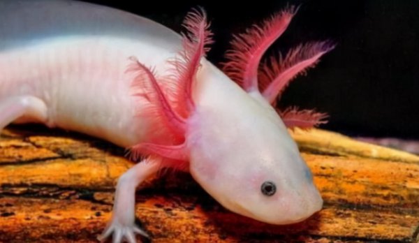 六角恐龙能离开水吗