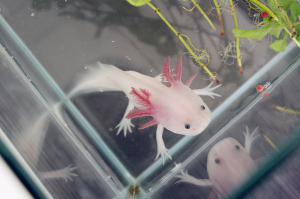 六角恐龙能离开水吗