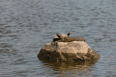 甲鱼是什么动物怎么抓最容易 甲鱼的生长习性介绍