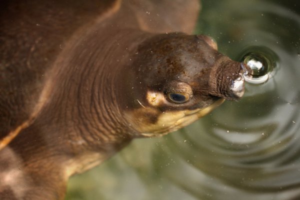 甲鱼是什么动物怎么抓最容易