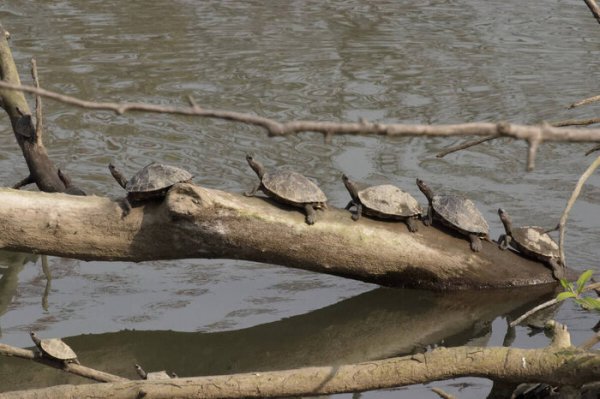 甲鱼是什么动物怎么抓最容易