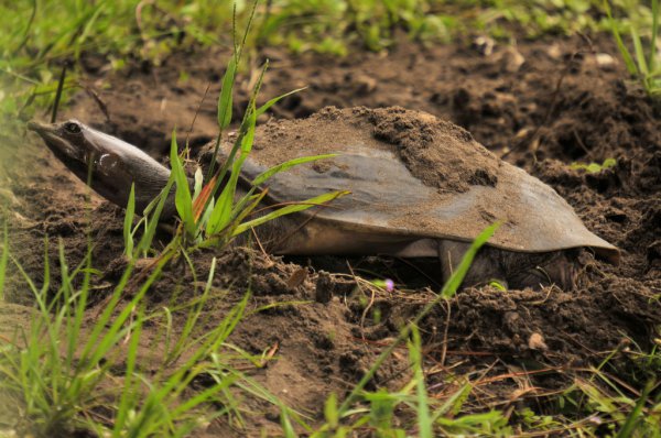 甲鱼是什么动物怎么抓最容易