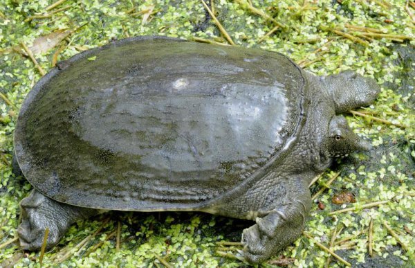 甲鱼是什么动物怎么抓最容易