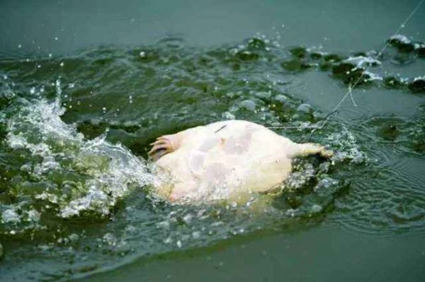 甲鱼是什么动物怎么抓最容易