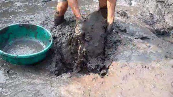 甲鱼是什么动物怎么抓最容易