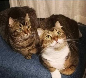 招猫体质的女人有什么特点 如何才能让猫咪喜欢上你