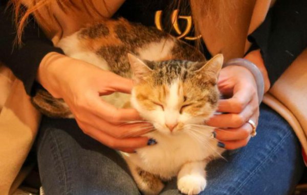 招猫体质的女人有什么特点