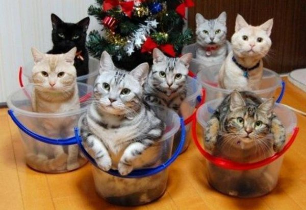 招猫体质的女人有什么特点