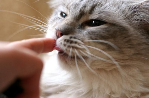 招猫体质的女人有什么特点