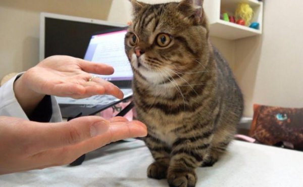 招猫体质的女人有什么特点