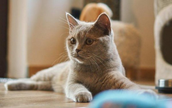 招猫体质的女人有什么特点