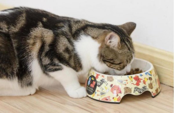 招猫体质的女人有什么特点