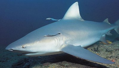 鳄鱼咬合力有多大 世界上咬合力最大鳄鱼种类是什么