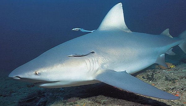 鳄鱼咬合力有多大