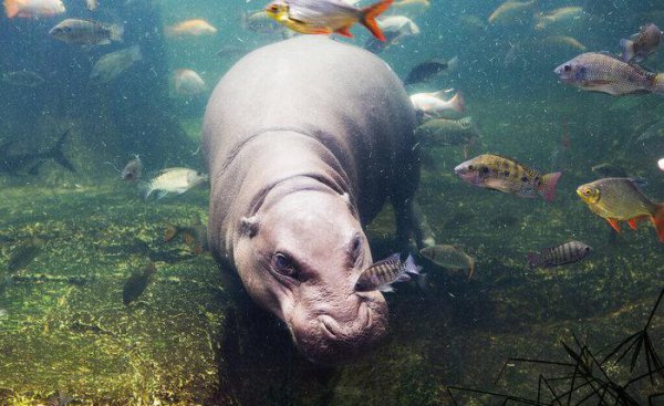 鳄鱼咬合力有多大