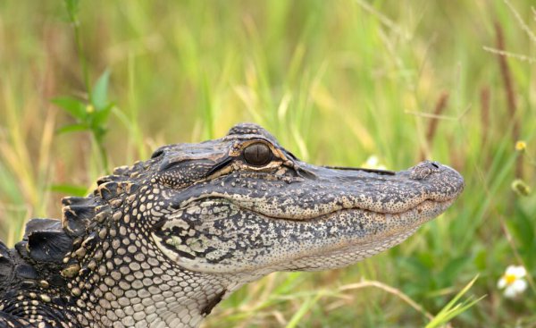 鳄鱼咬合力有多大