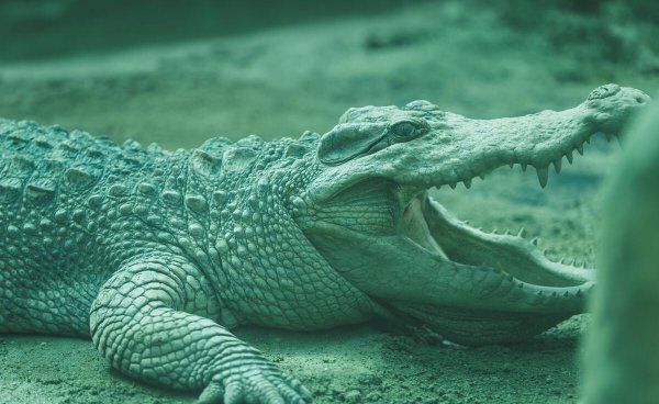 鳄鱼咬合力有多大