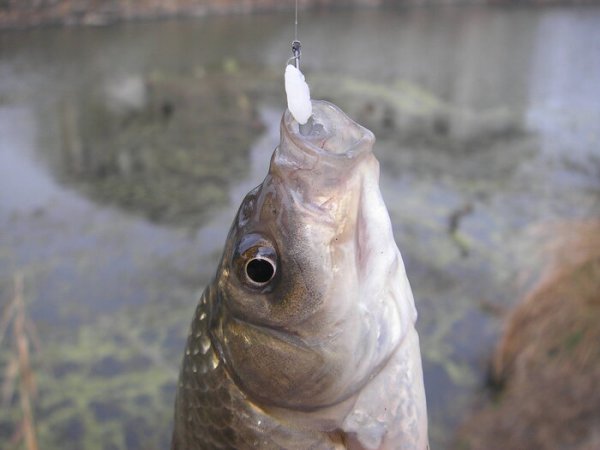 鱼饵怎么挂钩才不容易掉