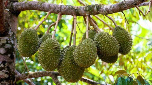 泰国榴莲几月份成熟上市