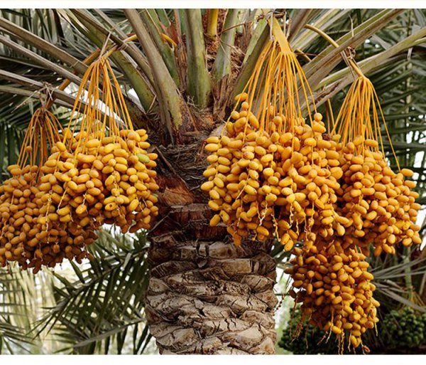 椰枣一天吃几个比较好