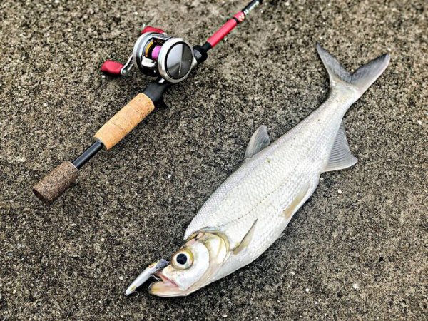 用玉米钓翘嘴怎样让翘嘴连口