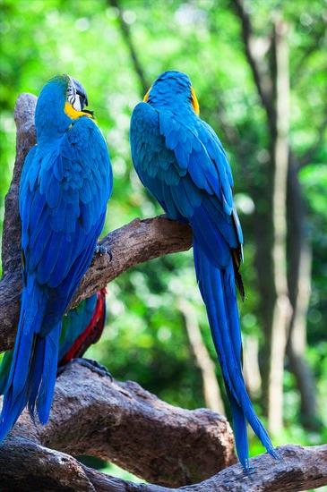 热带雨林气候特点