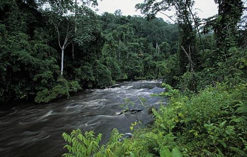 热带雨林气候特点