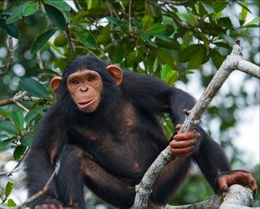 热带雨林气候特点