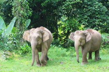 热带雨林气候特点