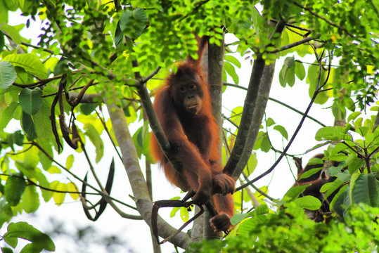 热带雨林气候特点