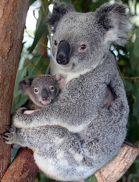 热带雨林气候特点