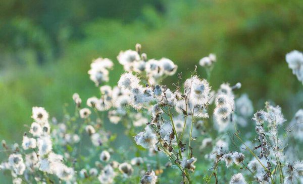 广州成珠楼鬼娶亲怎么回事