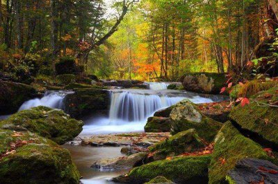 中国最大的原始森林 我国原始森林主要分布在哪里