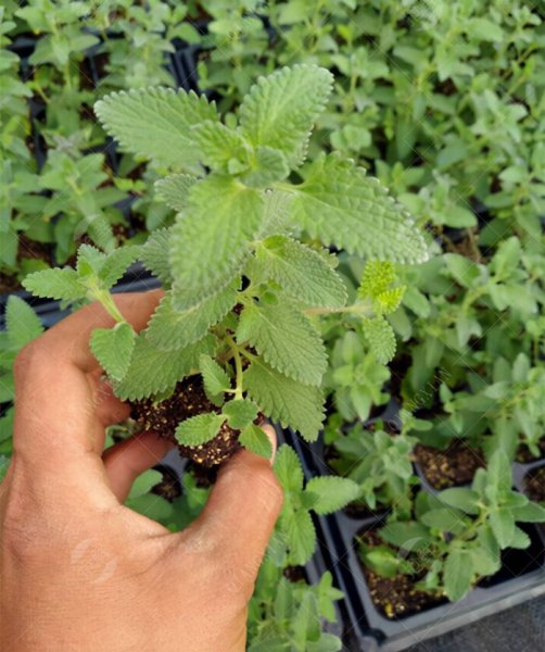 猫薄荷是什么东西