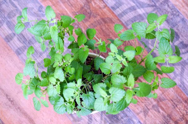 猫薄荷是什么东西